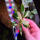 copyright: Maximilian K. (MaxThePlantguy)