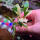 copyright: Maximilian K. (MaxThePlantguy)