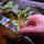 copyright: Maximilian K. (MaxThePlantguy)