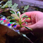 copyright: Maximilian K. (MaxThePlantguy)