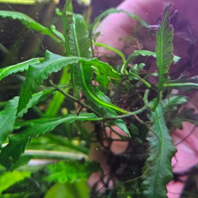 copyright: P. Soppa