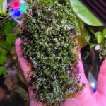 copyright: Maximilian K. (MaxThePlantguy)