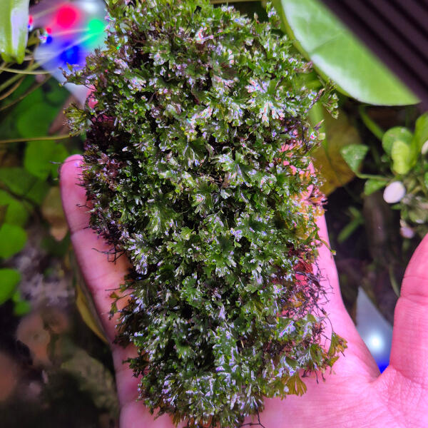 copyright: Maximilian K. (MaxThePlantguy)