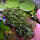 copyright: Maximilian K. (MaxThePlantguy)