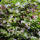 copyright: Maximilian K. (MaxThePlantguy)
