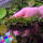 copyright: Maximilian K. (MaxThePlantguy)