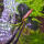 copyright: Maximilian K. (MaxThePlantguy)