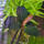 copyright: Maximilian K. (MaxThePlantguy)