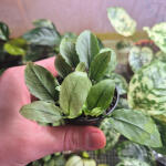 copyright: Maximilian K. (MaxThePlantguy)