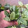 copyright: Maximilian K. (MaxThePlantguy)