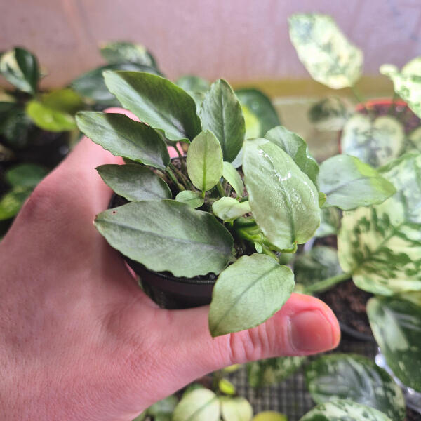 copyright: Maximilian K. (MaxThePlantguy)