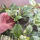 copyright: Maximilian K. (MaxThePlantguy)