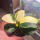 copyright: Maximilian K. (MaxThePlantguy)