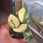 copyright: Maximilian K. (MaxThePlantguy)