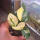 copyright: Maximilian K. (MaxThePlantguy)