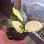 copyright: Maximilian K. (MaxThePlantguy)