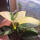 copyright: Maximilian K. (MaxThePlantguy)