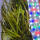 copyright: Maximilian K. (MaxThePlantguy)