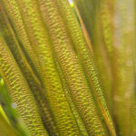 copyright: Maximilian K. (MaxThePlantguy)