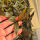 copyright: Maximilian K. (MaxThePlantguy)