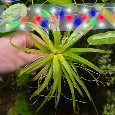 copyright: Maximilian K. (MaxThePlantguy)