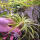 copyright: Maximilian K. (MaxThePlantguy)