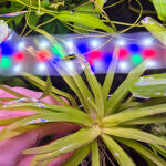 copyright: Maximilian K. (MaxThePlantguy)