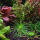 copyright: Maximilian K. (MaxThePlantguy)