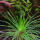 copyright: Maximilian K. (MaxThePlantguy)