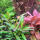 copyright: Maximilian K. (MaxThePlantguy)