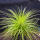 copyright: Maximilian K. (MaxThePlantguy)