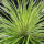 copyright: Maximilian K. (MaxThePlantguy)