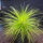 copyright: Maximilian K. (MaxThePlantguy)