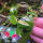 copyright: Maximilian K. (MaxThePlantguy)