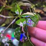 copyright: Maximilian K. (MaxThePlantguy)