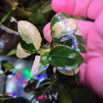 copyright: Maximilian K. (MaxThePlantguy)