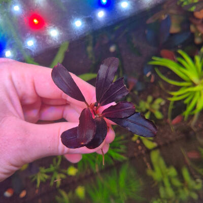 copyright: Maximilian K. (MaxThePlantguy)