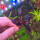 copyright: Maximilian K. (MaxThePlantguy)