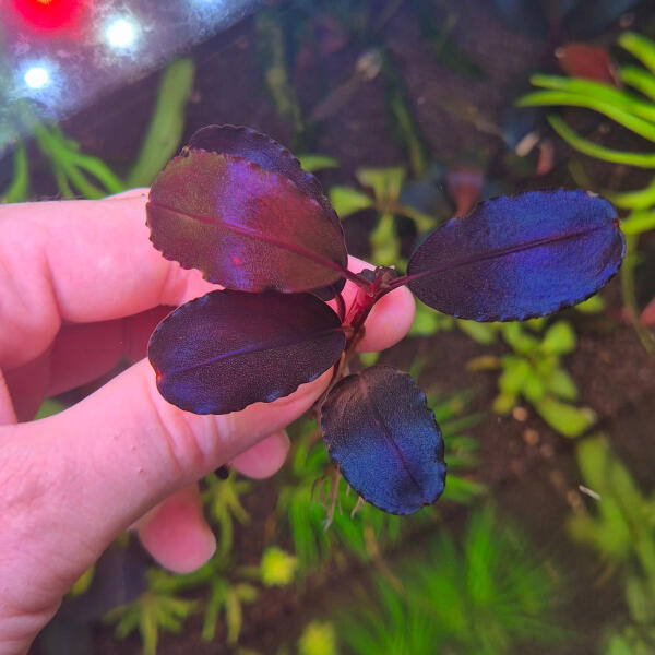 copyright: Maximilian K. (MaxThePlantguy)