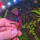 copyright: Maximilian K. (MaxThePlantguy)