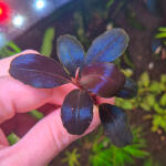 copyright: Maximilian K. (MaxThePlantguy)