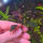 copyright: Maximilian K. (MaxThePlantguy)