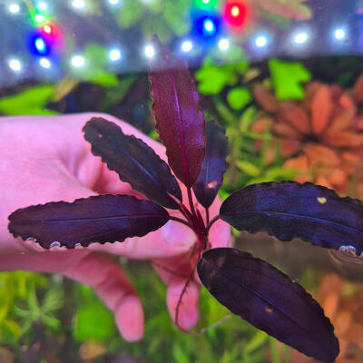 copyright: Maximilian K. (MaxThePlantguy)