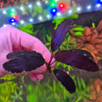 copyright: Maximilian K. (MaxThePlantguy)