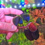 copyright: Maximilian K. (MaxThePlantguy)