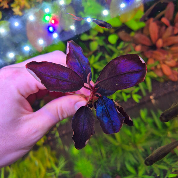 copyright: Maximilian K. (MaxThePlantguy)