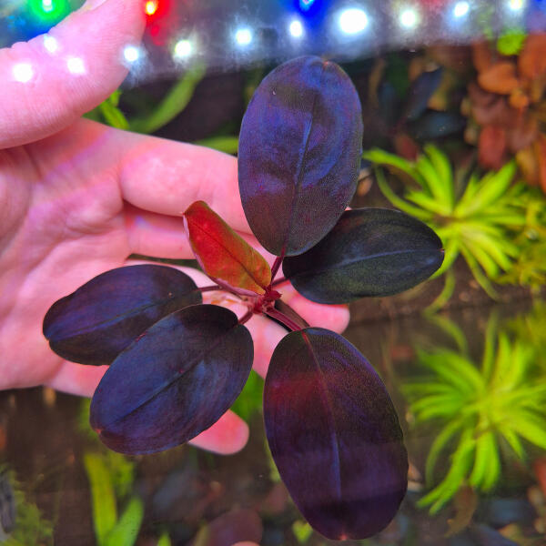 copyright: Maximilian K. (MaxThePlantguy)