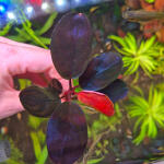 copyright: Maximilian K. (MaxThePlantguy)
