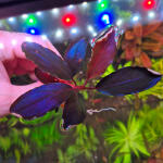 copyright: Maximilian K. (MaxThePlantguy)
