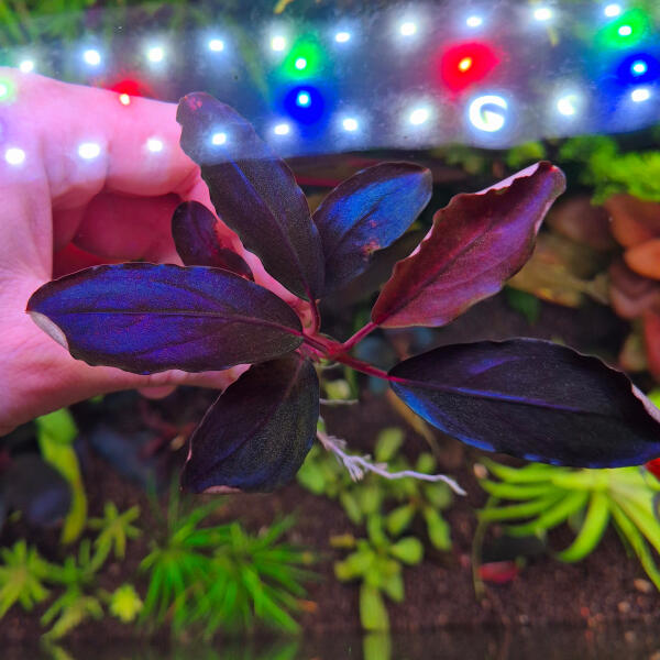 copyright: Maximilian K. (MaxThePlantguy)